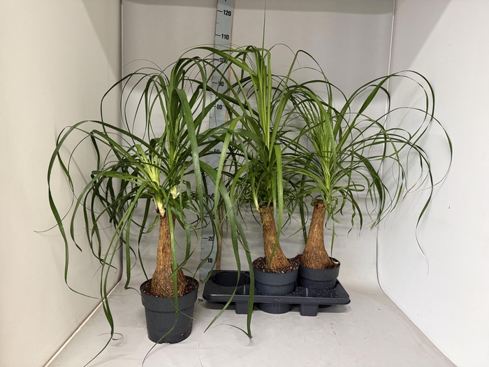 <h4>BEAUCARNEA RECUR</h4>