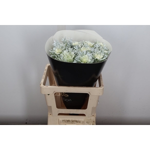 Brassica Wx (spider) Wit