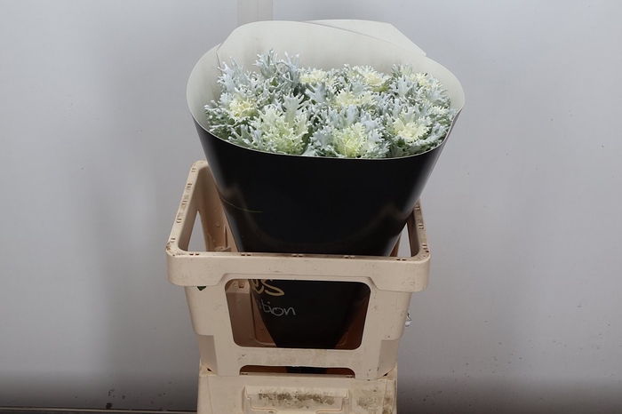 <h4>Snijgroen Brass Klb H</h4>