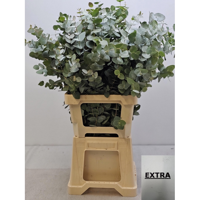 <h4>EUC CINEREA PER STEEL VERTAKT-IT-</h4>