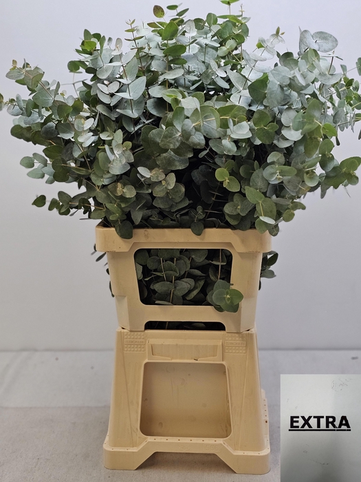 EUC CINEREA PER STEEL VERTAKT-IT-