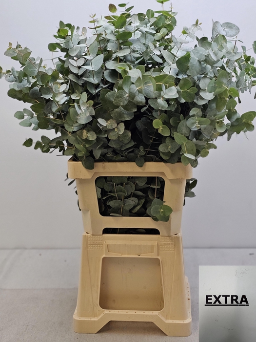 EUC CINEREA PER STEEL VERTAKT-IT-