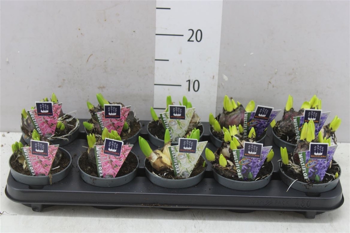 <h4>Hyacinthus Multiflora Gemengd</h4>