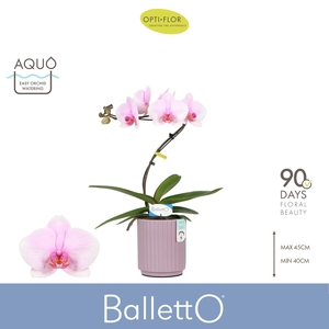 Balletto Curl 1 spike in Molise Lilac Aquo