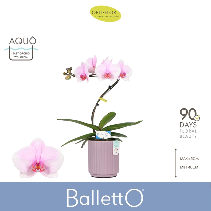<h4>Balletto Curl 1 spike in Molise Lilac Aquo</h4>