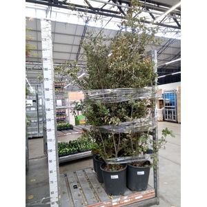 Quercus ilex