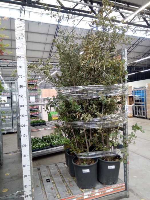 <h4>Quercus ilex</h4>