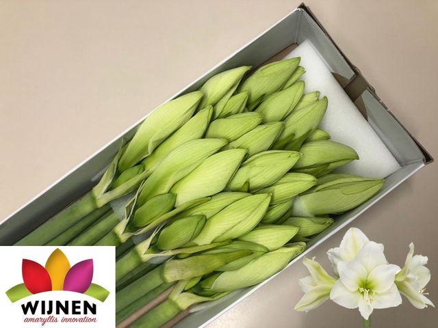 <h4>Hipp Ga Albarino</h4>