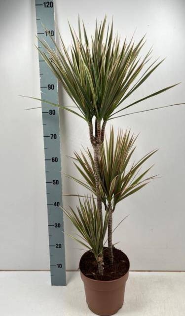 <h4>DRA MARG BICOLOR</h4>