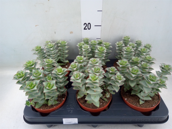 <h4>Crassula perforata 'Giant Form'</h4>