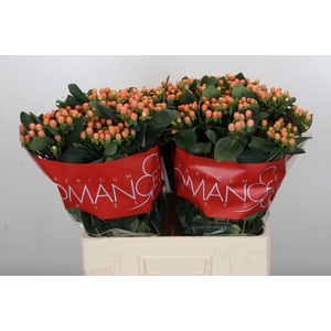 Hypericum Mellow Romance