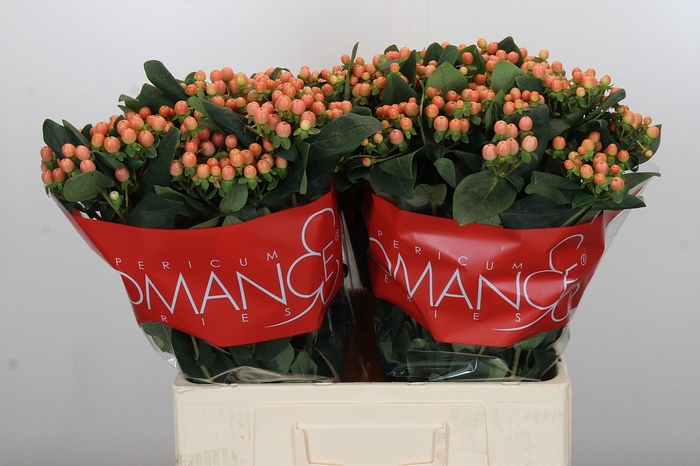 Hypericum Mellow Romance