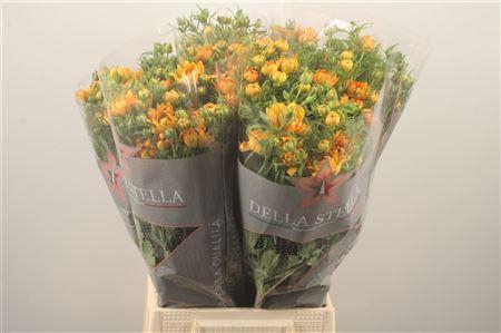 <h4>Ran N Modern Vivaldi</h4>