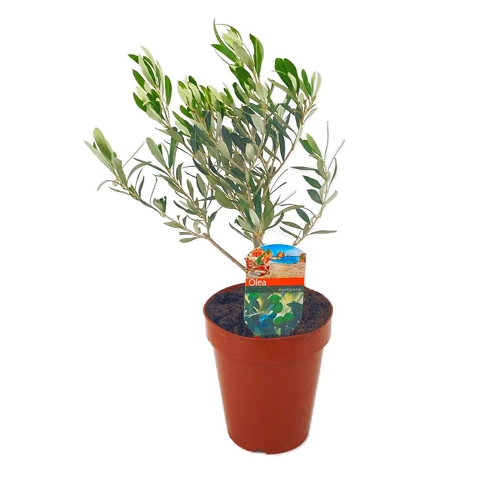 <h4>Olea europaea</h4>