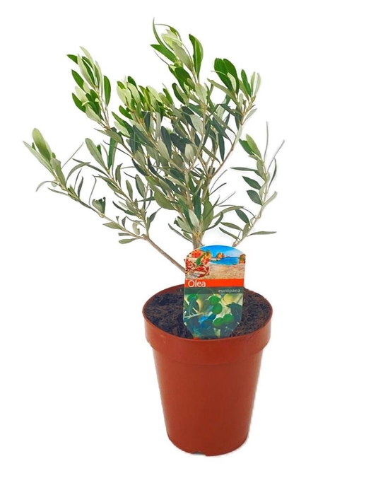<h4>Olea europaea</h4>