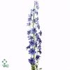 Delphinium El Dewi boy (blu)