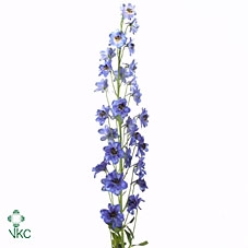 Delphinium El Dewi boy (blu)