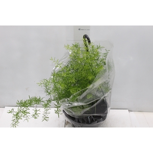 ASPARGO ALFINETE C21
