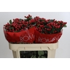 Hypericum True Romance