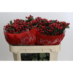 Hypericum True Romance