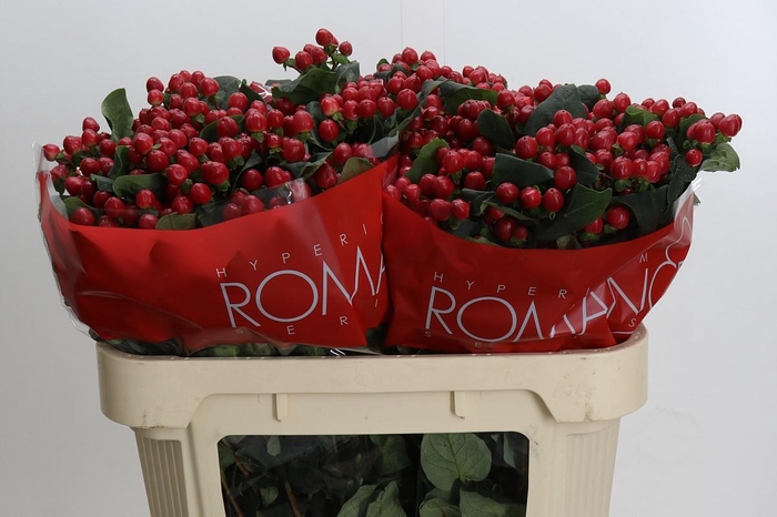 <h4>Hypericum True Romance</h4>