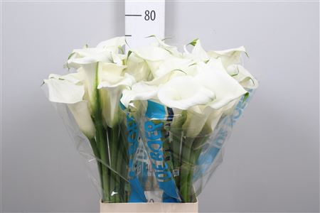<h4>Zant Pure Art</h4>