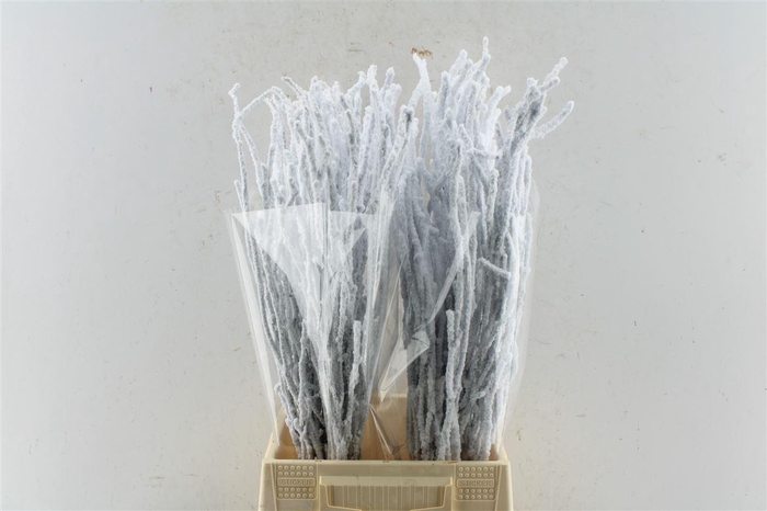 <h4>Berk Betula Snow 60cm</h4>