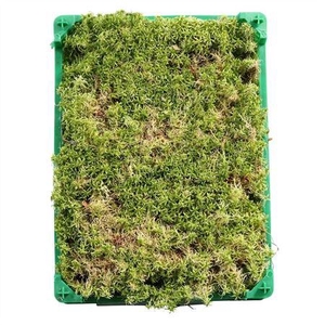 MOS SPHAGNUM PLASTIC