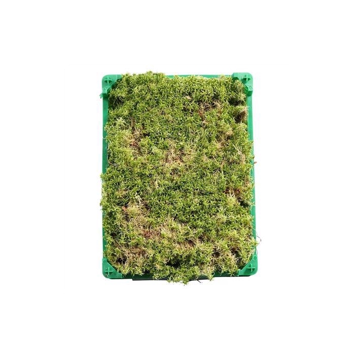 <h4>SPHAGNUM PLASTIC</h4>