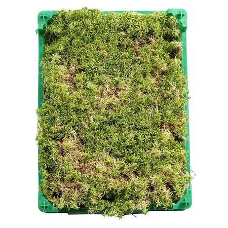 SPHAGNUM PLASTIC