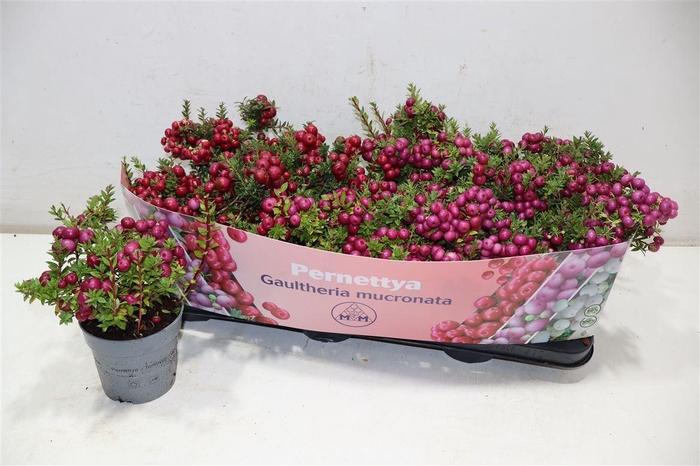 <h4>Gaulth Mucronata</h4>