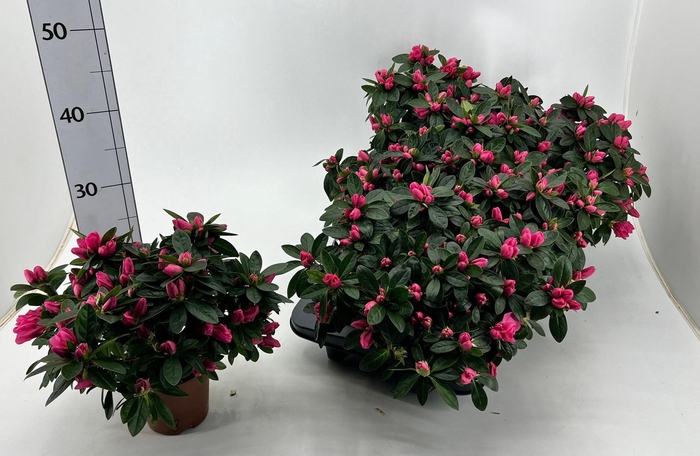 <h4>RHODO SI OV</h4>