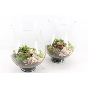 arr4 Amaryllis MB - Glas coupe L 999/3