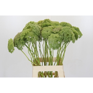 Ammi Visnaga Green Mist