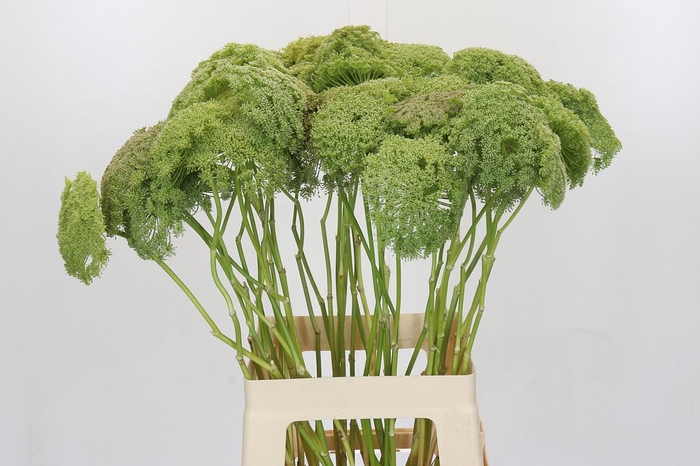 <h4>Ammi Visnaga Green Mist</h4>
