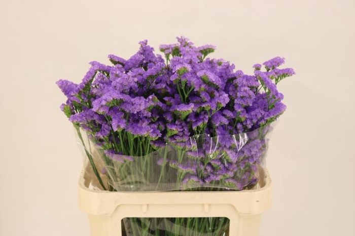 <h4>LIM S MARTIN BLUE</h4>