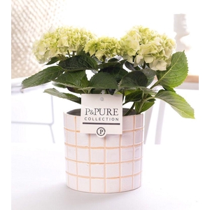 Hydrangea white in P&PURE Tirza ceramics