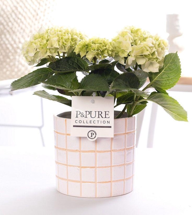 <h4>Hydrangea white in P&PURE Tirza ceramics</h4>