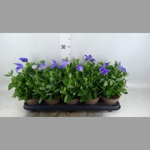 Platycodon grand. 'Astra Blue'