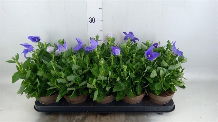 <h4>Platycodon grand. 'Astra Blue'</h4>