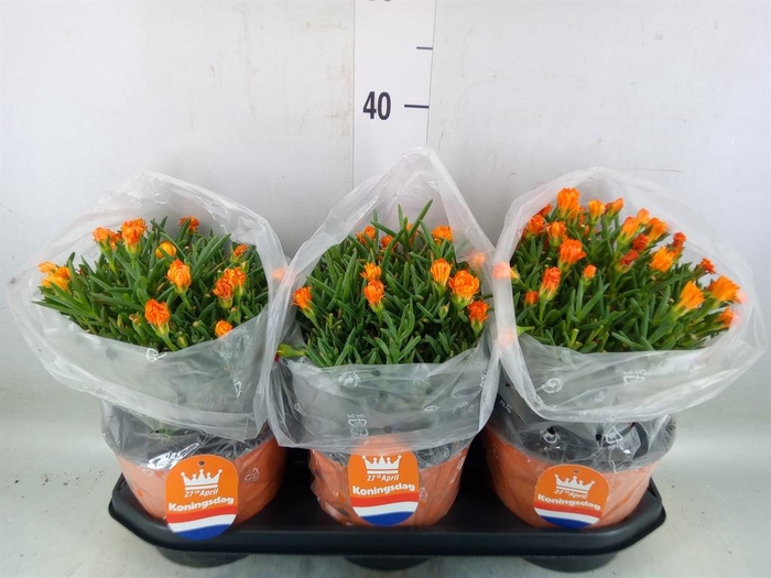 <h4>Lampranthus roseus</h4>