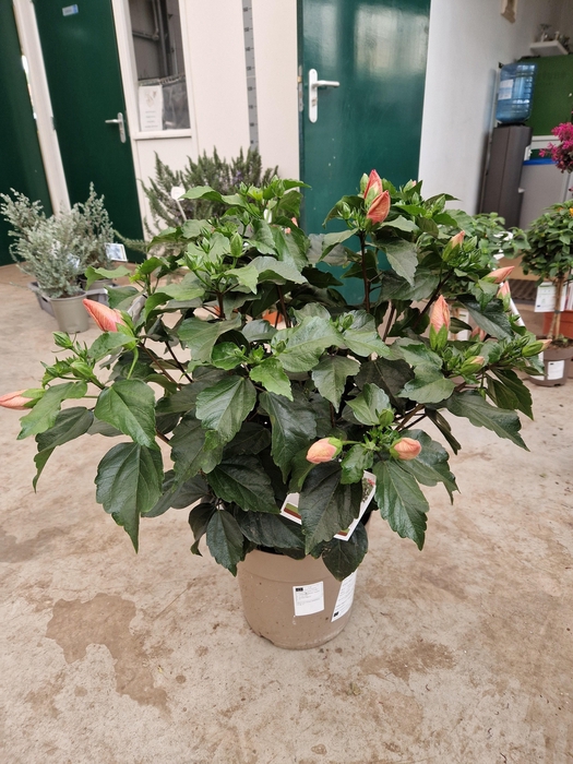 <h4>HIBIS CIRCUS</h4>