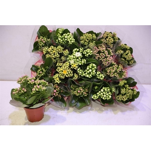 arr8 Kal Ge Gem 5 Kl