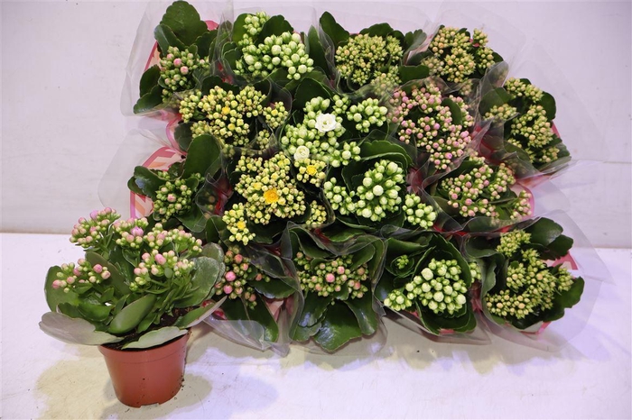 <h4>arr8 Kal Ge Gem 5 Kl</h4>