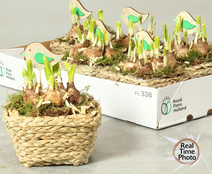 <h4>Arr Narcissus</h4>