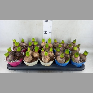 Hyacinthus orie.   ...mix 3