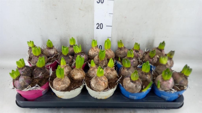 <h4>Hyacinthus orie.   ...mix 3</h4>