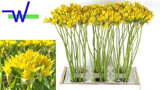 <h4>ALLIUM MO JEANNINE</h4>