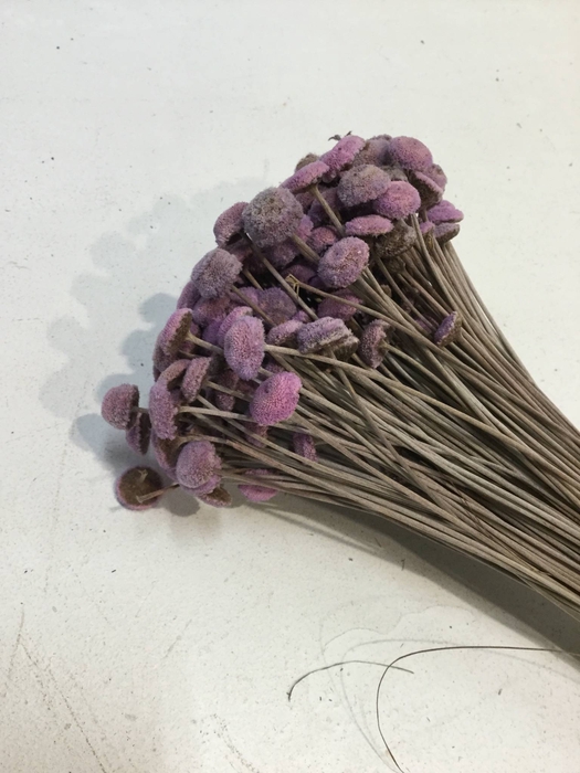 DRIED FLOWERS - KNOPBLOEMEN KLEIN LAVENDEL 100GR