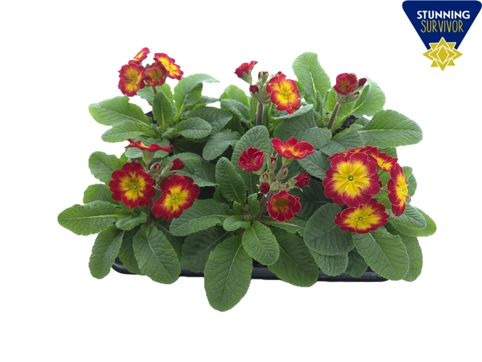 <h4>PRIM ELATIOR</h4>